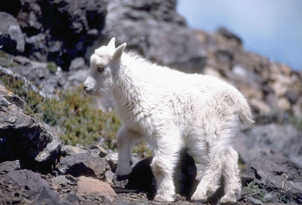 Goat 1