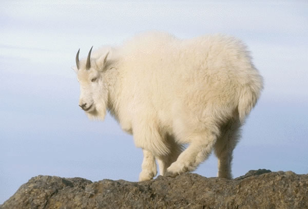 Goat 3