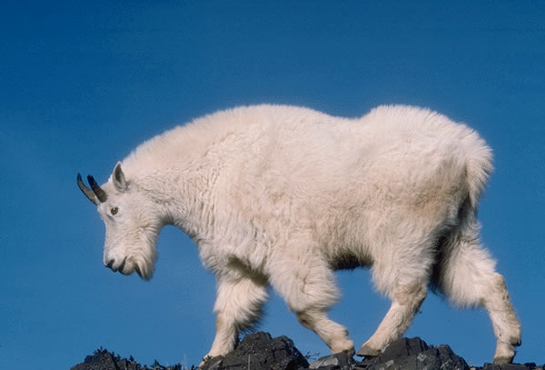 Mountain Goat 7