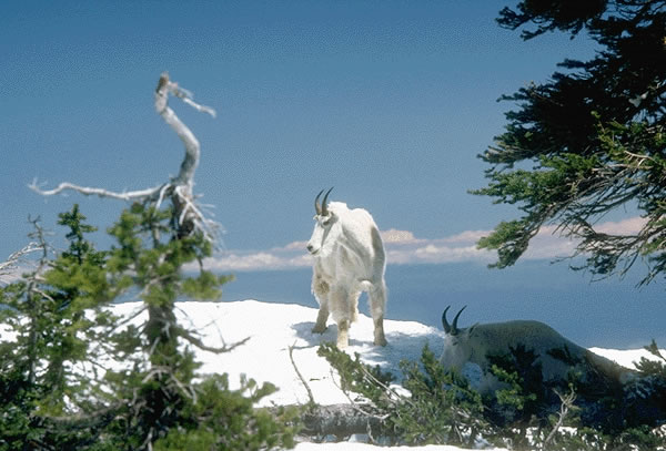 Mountain Goat 8