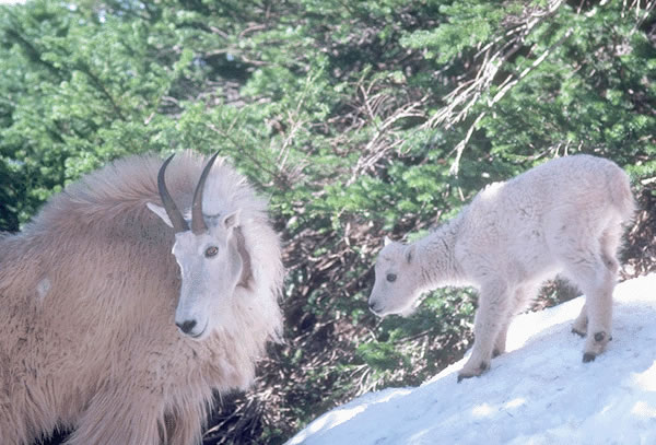 Mountain Goat 9