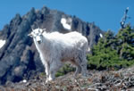 Goat 2
