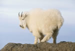 Goat 3