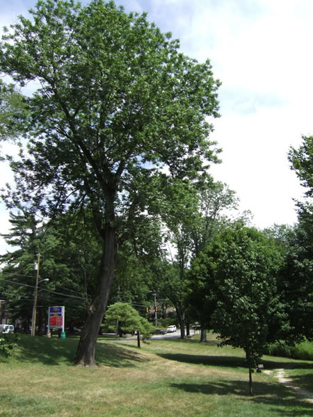 Saylor's Grove