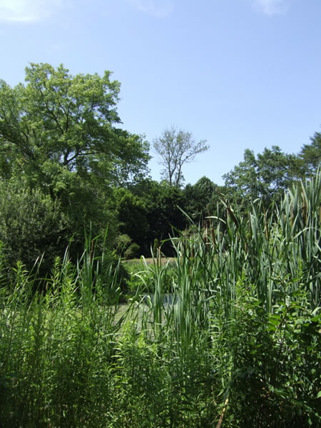 Saylor's Grove