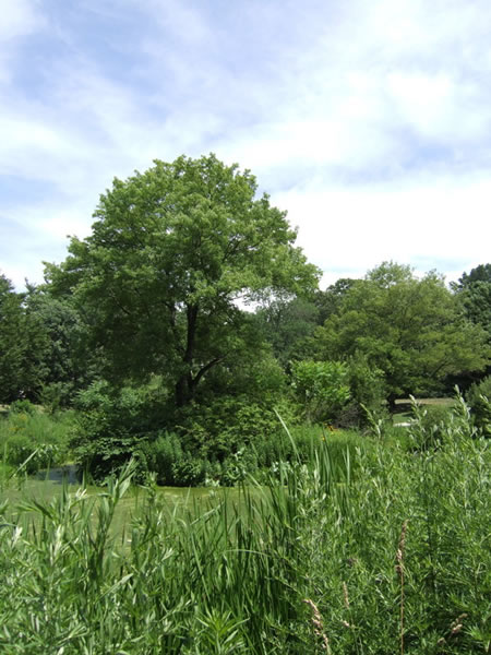 Saylor's Grove