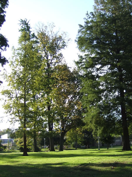 vernon park