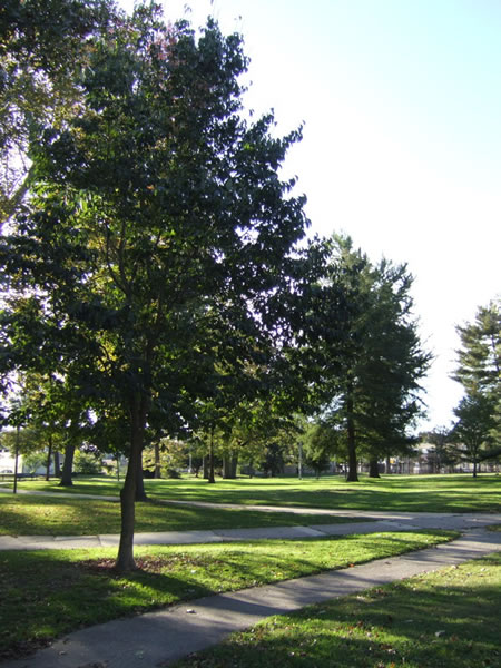 vernon park