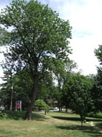 saylor's grove