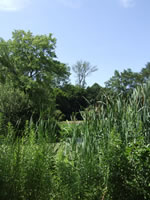 saylor's grove