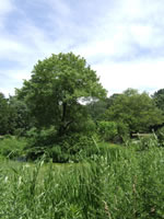 saylor's grove