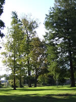 vernon park