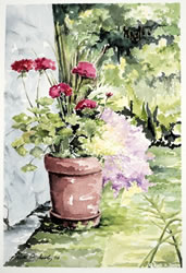 Geraniums