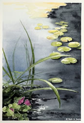 Waterlilies